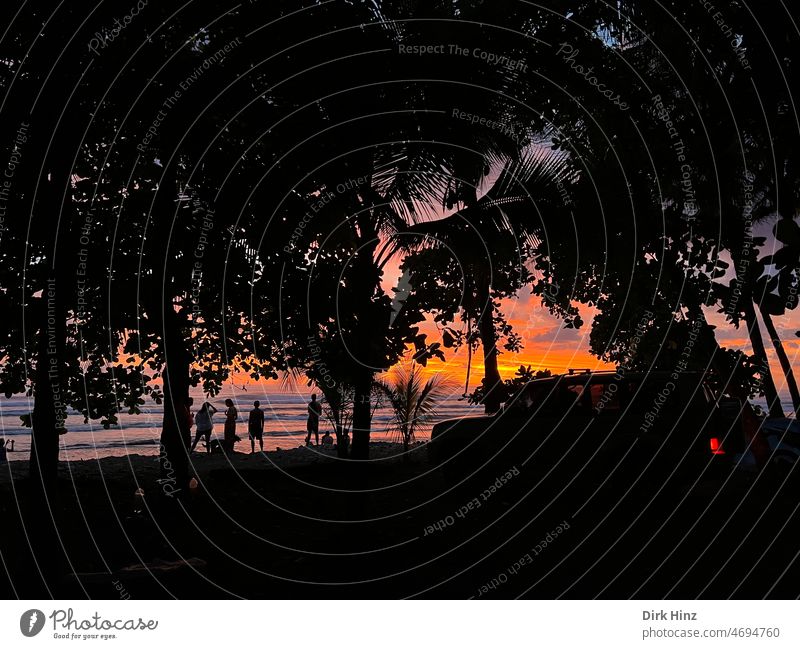 Sunset on the Pacific coast in Costa Rica Clouds Tree Evening Moody Orange Sky Nature Horizon Exterior shot Silhouette pretty Contrast Landscape Palm frond