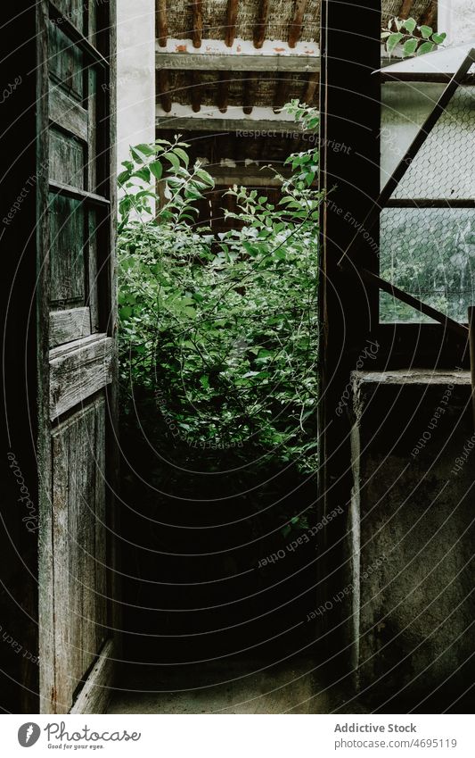 Doorway of terrace with plants doorway shabby building house grow vegetate courtyard old wooden roof summer weathered abandoned aged lush entrance construction