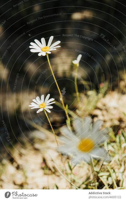 Blooming chamomiles growing in nature wildflower blossom field plant bloom flora floral petal growth summer stalk botanic environment stem vegetate natural