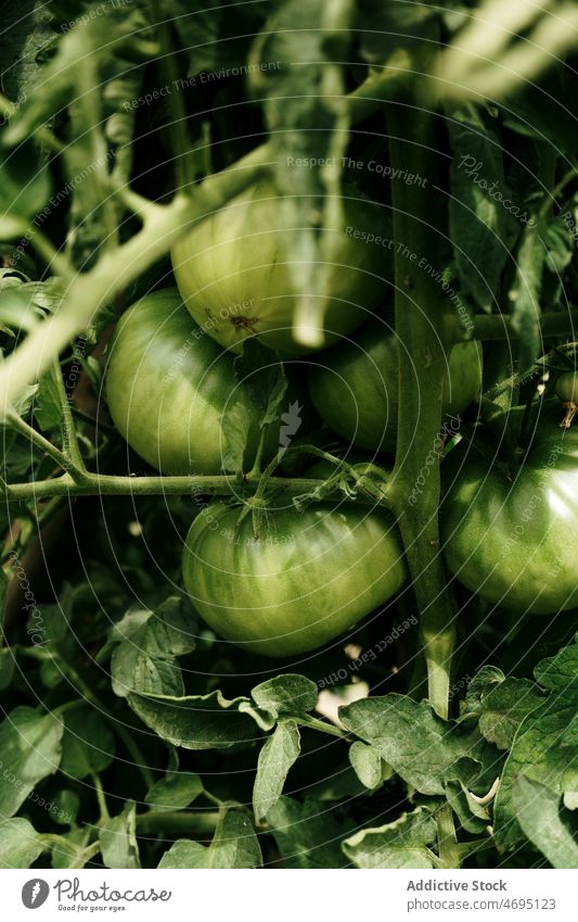 Green tomatoes growing in garden vegetable stem cultivate agriculture horticulture countryside green unripe plant bunch lush vegetate growth summer leaf fresh