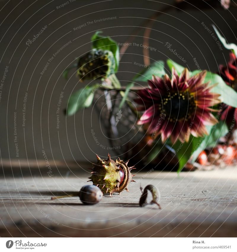 Autumn Still III Flower Sunflower Blossoming Authentic Red Chestnut Acorn Basket Autumnal Still Life Deserted Copy Space left Light Shadow