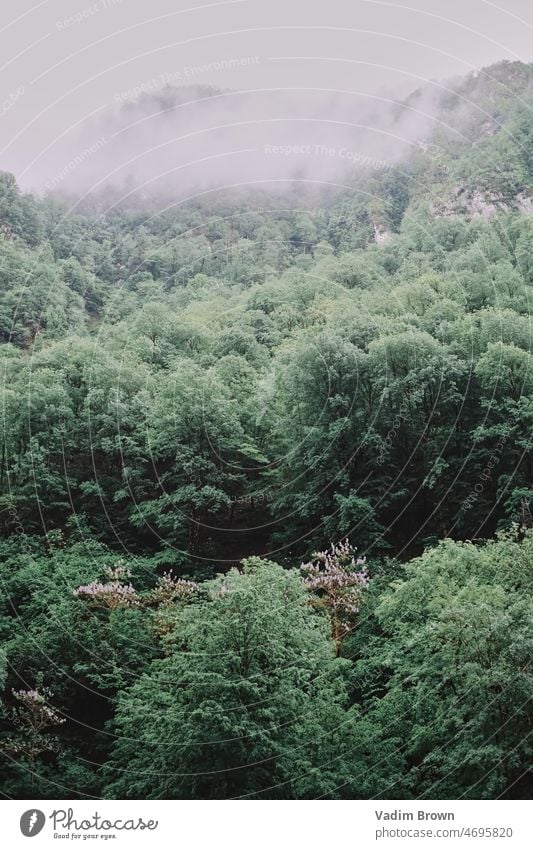 fog in the mountains landscape nature forest cloud clouds sky tree mist green hill travel summer rain view trees morning rainforest rock jungle grass tropical