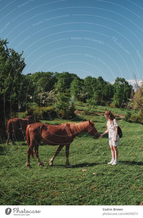 Woman feeding a horse. Countryside animal grass field horses pasture brown nature grazing farm meadow green foal animals mare mammal pony summer landscape