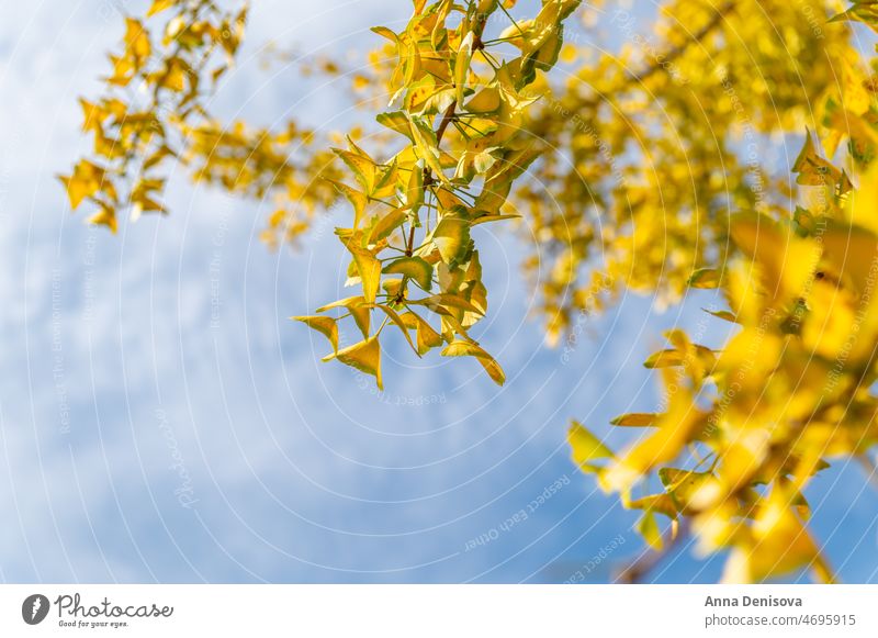 Yellow Ginkgo biloba tree ginkgo ginkgo biloba leaf autumn fall gingko yellow nature green medicine foliage botanical outdoor branch twig bright season herb