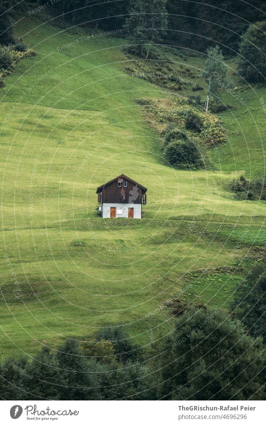 Single house on the slope House (Residential Structure) Green trees Forest Willow tree Alps Landscape Meadow Grass Hill Environment