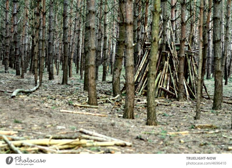 Wooden hut, tent, tree house - a conspicuous hiding place in the forest or a sweat lodge after all? Forest trees tree trunks Bleak Playing Build forest hut