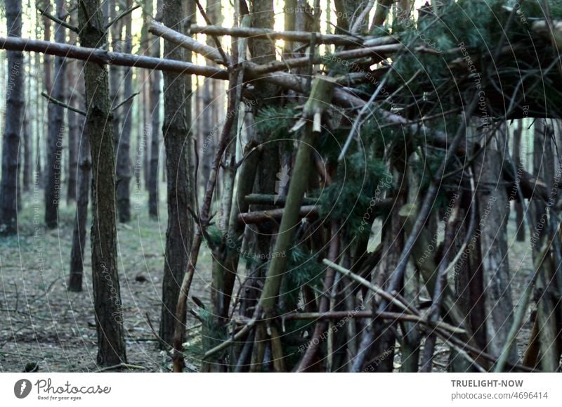 The nature hut with complex bio statics in the light pine forest is not completely opaque, but what does that matter? Forest branches Hut forest hut Nature