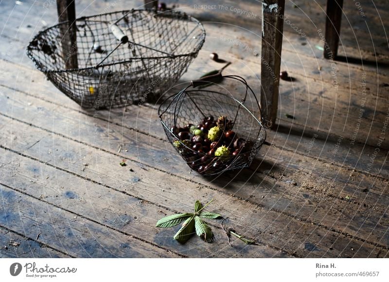 Autumn Still VII Change Wooden floor Floorboards table legs Basket Chestnut leaf Country life Rustic Autumnal Derelict Colour photo Deserted Copy Space left