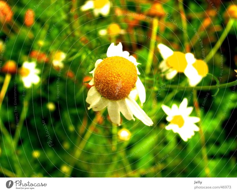 pick me Flower Green Meadow Blur Flower meadow marguerite