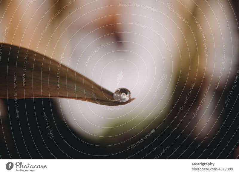 Water droplet refraction water reflection water drop drops of water plant leaf water on leaf nature Macro (Extreme close-up) macro nature darkness Darken