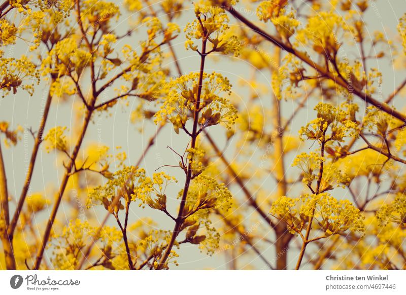 Yellow flowers in spring blossoms Blossoming Nature Spring yellow blossoms Maple blossoms Background picture Garden Park Spa blurriness Shallow depth of field