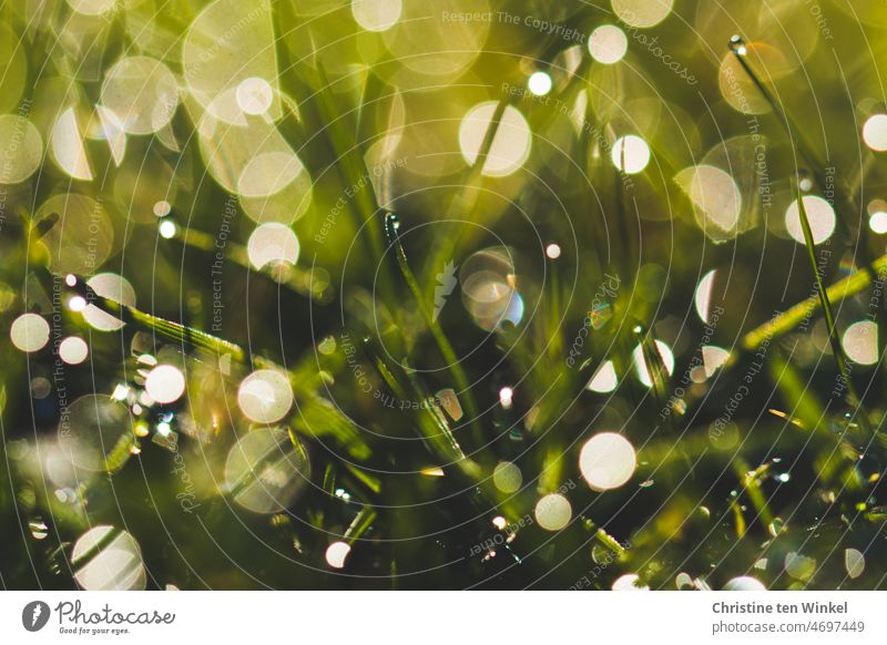 glittering dew drops in grass create beautiful bokeh sparkle Wet Glittering Grass Lawn Close-up Macro (Extreme close-up) Meadow Dew Shallow depth of field Green