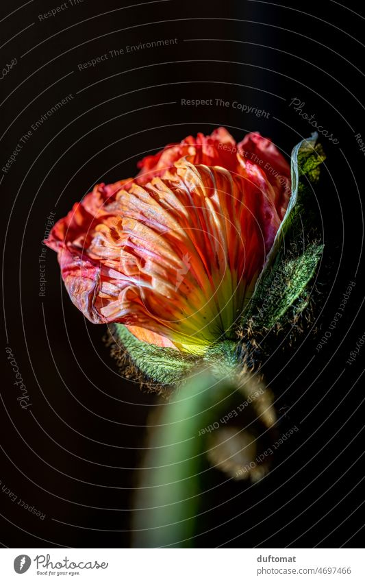 Macro photo of a red poppy flower Poppy blossom poppies Peace Blossom Blossoming Blossom leave Nature Flower Sunlight Plant Spring Macro (Extreme close-up)