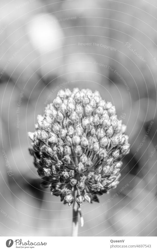 Garlic flower in black and white Black & white photo Flower inflorescence Inflorescence summer bloomers Plant blossom allium Garden black-and-white variety