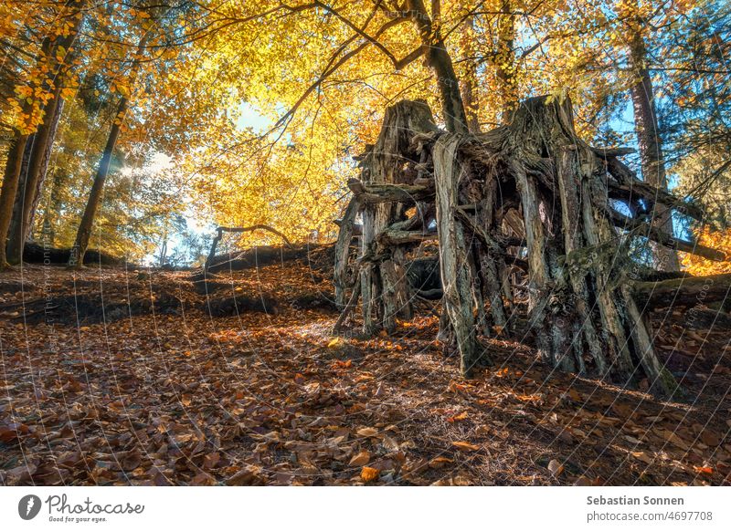 Bare roots in beautiful autumn forest with foliage illuminated in sunlight Forest Tree Autumn Nature Landscape Environment Park Outdoors naturally Picturesque