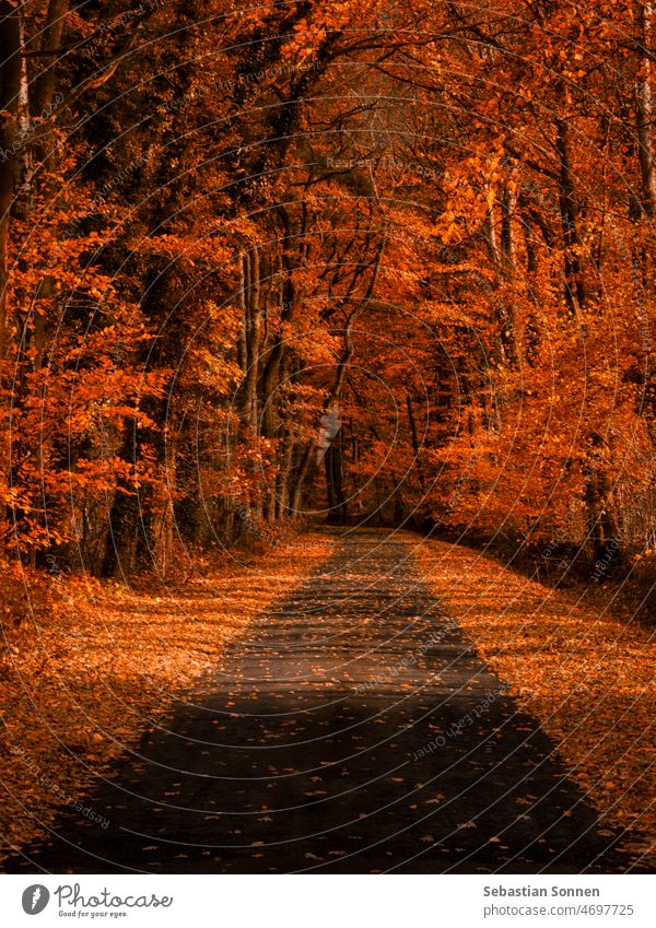 Small road through orange autumn forest in sunlight Forest Street Autumn off Landscape Nature foliage Tree Orange October Yellow Red pretty Holiday season