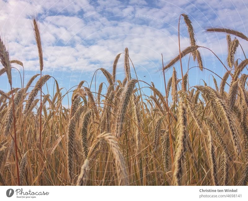 Close up of ears in grain field against light cloudy sky Wheatfield Grain field cereal cultivation Nutrition Agriculture Field Cornfield Ear of corn Growth Food