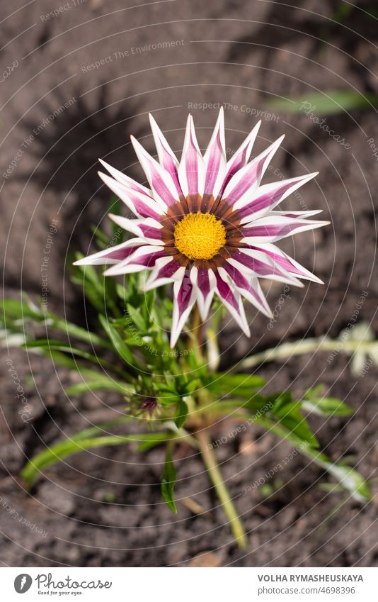 Pink and white gatsania flower grows in the garden in summer petal gazania daisy green leaf macro nature pollen stamen pretty single striped beauty bright close