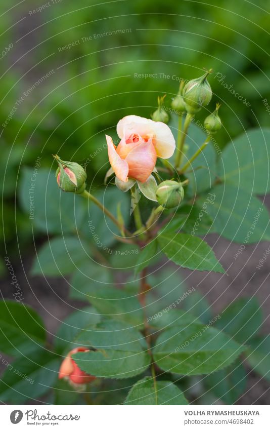 A nostalgic hybrid of Chippendale tea rose. A beautiful bud of yellow-pink roses in the summer garden. Rose garden. Flower Plant Floral Nature Garden Green Pink