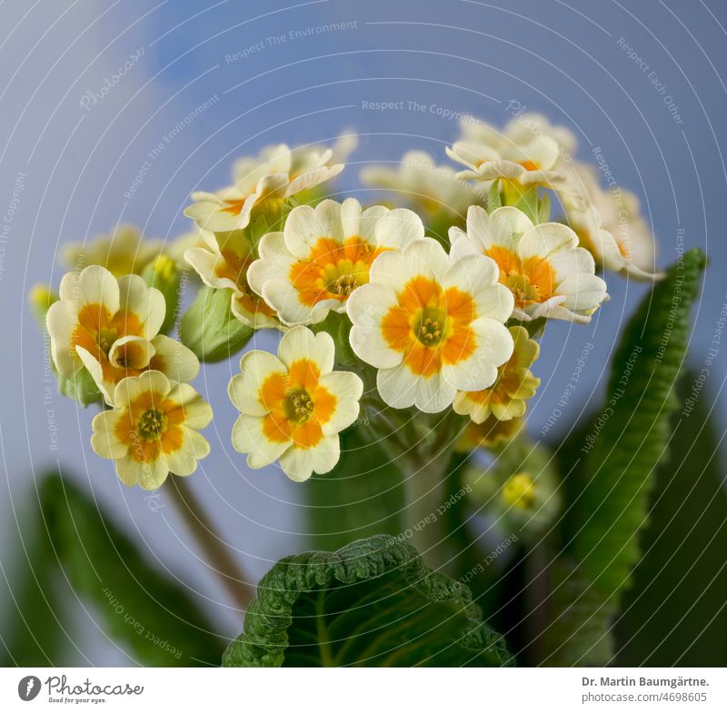 Yellow tier primrose - garden primrose, inflorescence in spring Primrose Tiered primrose Garden primrose Blossom blossoms Spring Flowering shrub variety