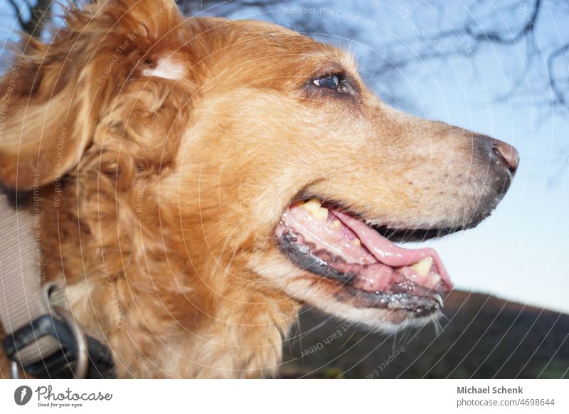 The face of a golden retriever Dog Golden Retriever Face Teeth Pet portrait Nature Cute Animal portrait Nose Looking pretty Close-up Tongue Funny