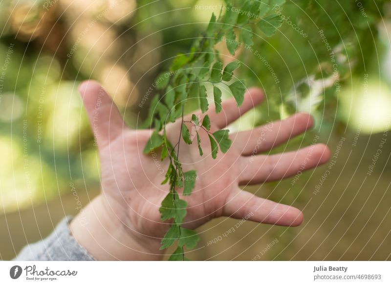 Young toddler reaches for delicate fern plant; baby proofing needed for houseplant collection maiden hair fern child green house plant leaf infant kid small