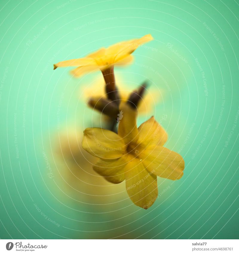 Winter jasmine (Jasminum nudiflorum), yellow single flowers against light green background yellow blossoms Flowering shrub winter flowering plants Nature