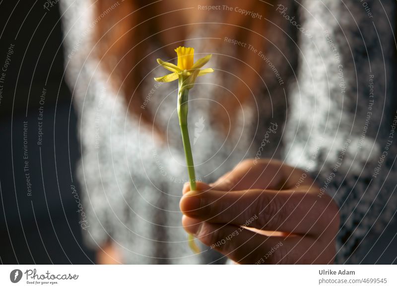 Spring greetings| A hand presents a small yellow daffodil Narcissus Wild daffodil Flower Blossom Salutation Gift Give Hand Yellow Blossoming