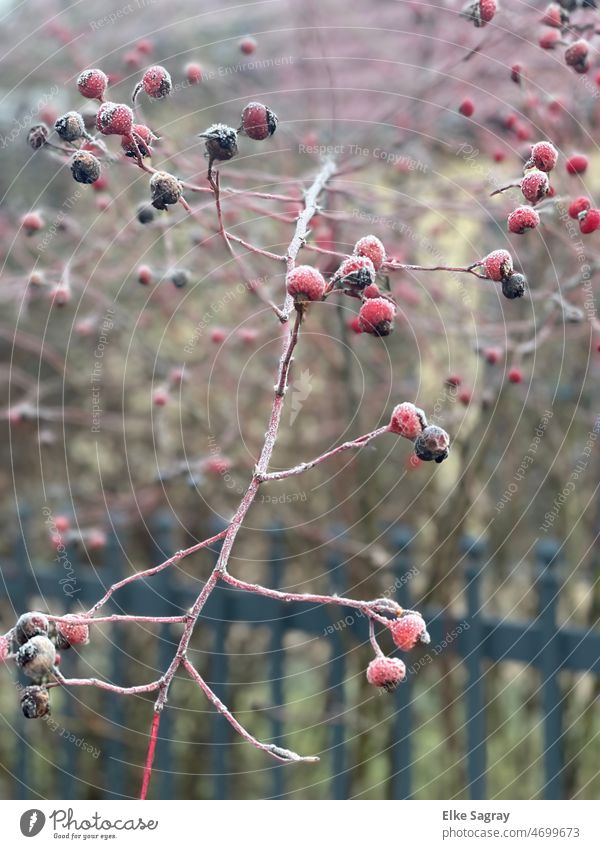 Rose hips in ice shock Nature Red Plant Bushes Shallow depth of field Deserted Detail chill