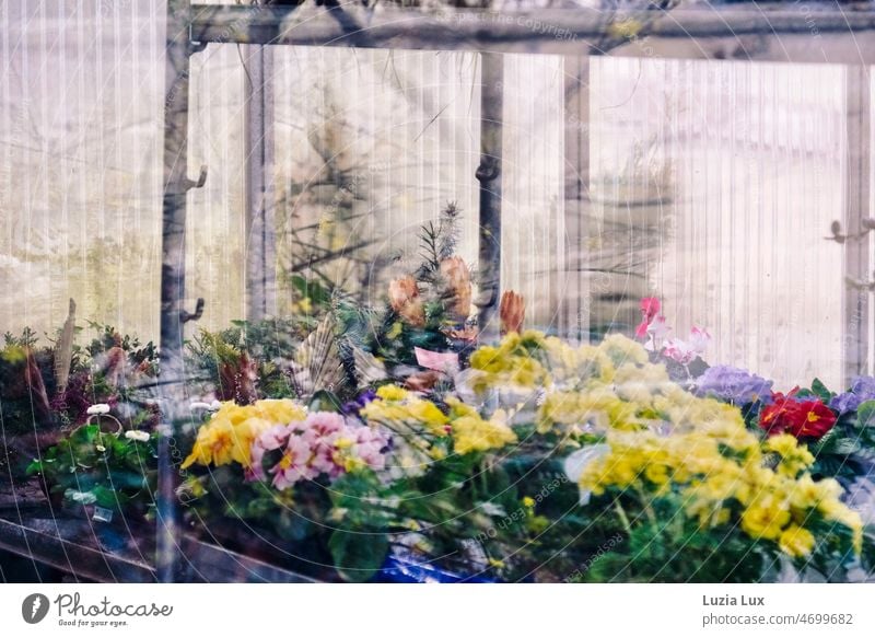 Spring messengers, view through the shop window of an old cemetery nursery flowers Primroses Yellow Pink Red Bright Shop window Light Garden do gardening