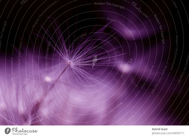 Close up of faded dandelion in pink and purple Dandelion flowers Plant Sámen Blossom dandelion blossom Faded versamen propagate Flower flower seeds macro