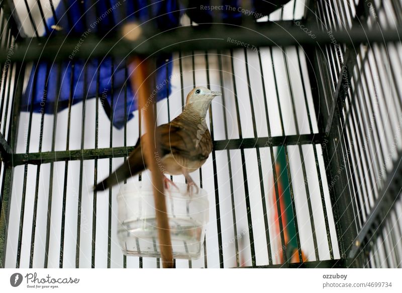 Turtledove bird in a cage feather animal beak pigeon brown small portrait ornithology closeup turtledove wing looking close-up grey inside pet watching avian