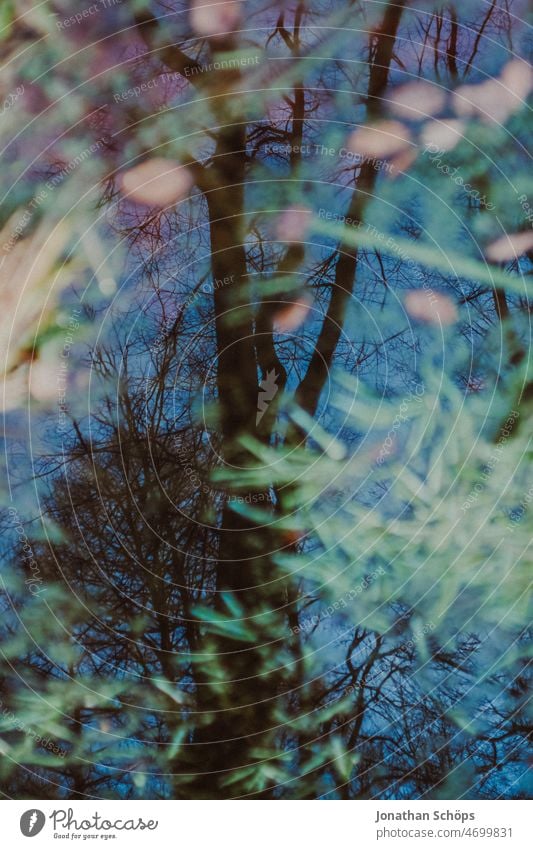 Tree reflection in flooded meadow Reflection Meadow Puddle Forest Wet Rain Rainwater Deluge Bleak Winter Blue Green Water Exterior shot Weather Nature Sky