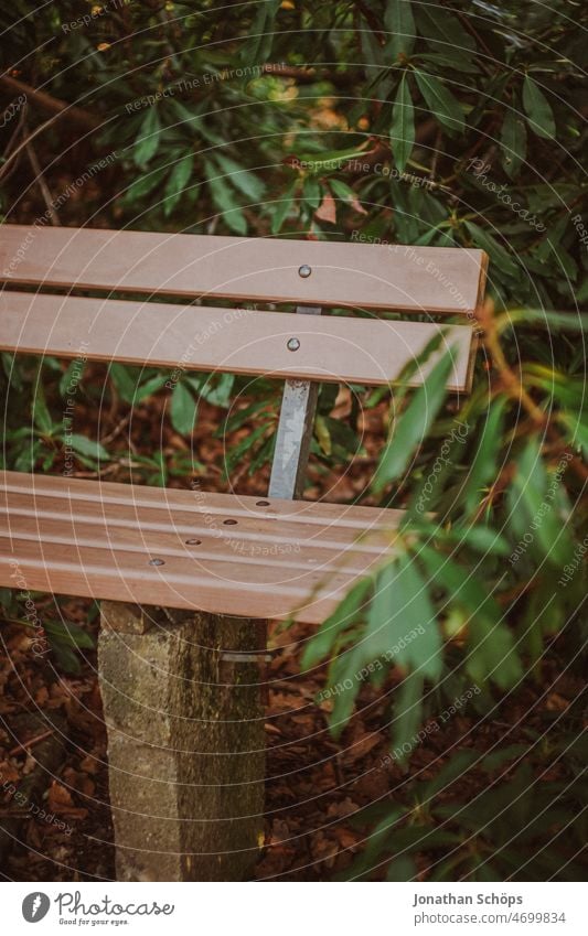 Park bench in forest with rhododendron Rhododendrom Forest Analog Retro Lanes & trails To go for a walk out Nature trees Tree Relaxation Autumn Hiking Calm