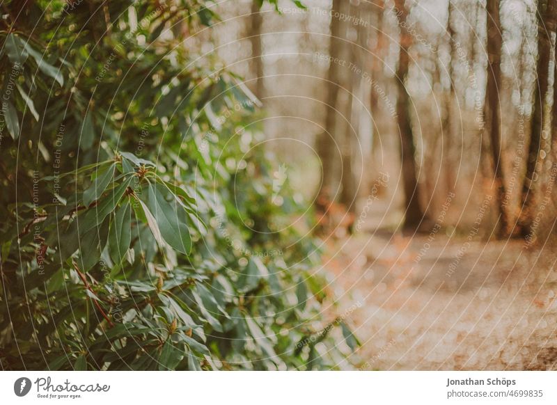 Rhododendron in forest Rhododendrom Forest Analog Retro Lanes & trails To go for a walk out Nature trees Tree Relaxation Autumn Hiking Calm Deserted Landscape