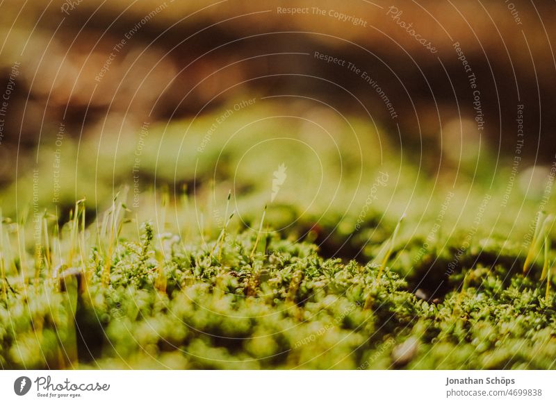 Moss close up Close-up macro Green Forest Woodground attentiveness detail Carpet of moss moss-covered mossy green mosses Nature Colour photo Exterior shot