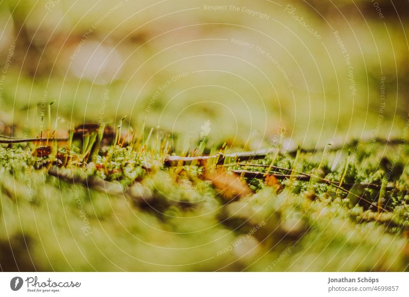 Moss close up Close-up macro Green Forest Woodground attentiveness detail Carpet of moss moss-covered mossy green mosses Nature Colour photo Exterior shot