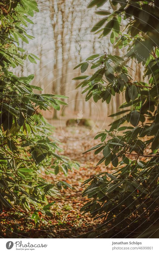 Rhododendron view to forest Rhododendrom Forest Analog Retro Lanes & trails To go for a walk out Nature trees Tree Relaxation Autumn Hiking Calm Deserted