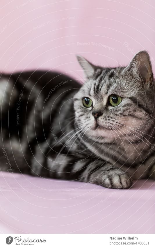 British shorthair cat against pink background BKH British Shorthair Cat Animal Pet Cute purebred cat Pelt Looking tabby White pets One animal feline