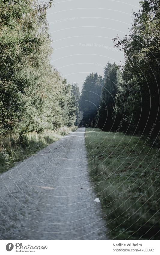 Forest trail in spring forest path Lanes & trails off Nature trees To go for a walk Hiking Relaxation Loneliness Landscape Environment Calm Deserted Footpath