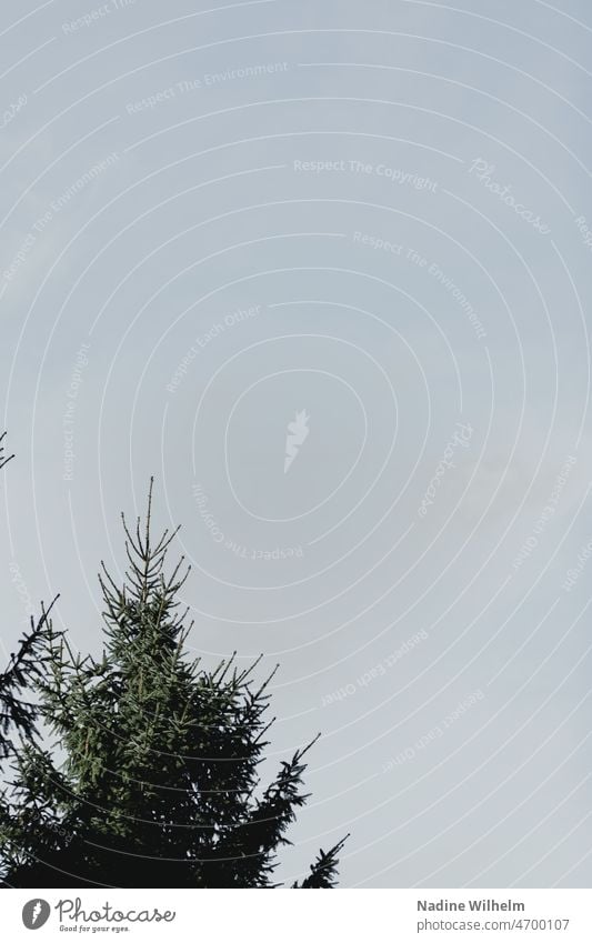 Fir peak rises to the sky Fir tree Sky Sky blue Forest Tree Blue Nature Exterior shot Landscape Colour photo Deserted Beautiful weather Day Environment Blue sky