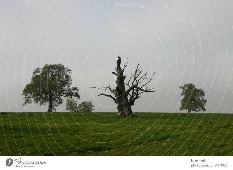 Dead tree with old friends Meadow Green Park Tree Reinhardswald Transience Installations Autumn Leaf Autumn leaves Forest death Environment