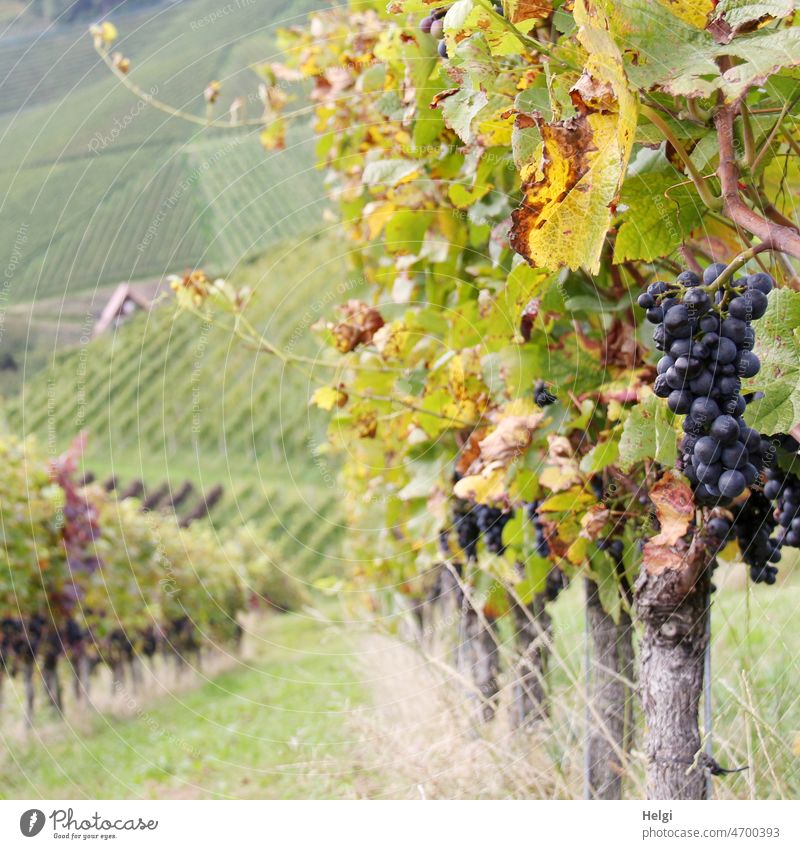 ripe blue grapes on a vine Vine Vineyard viticulture Black Forest wine-growing area Mature Autumn Close-up Nature Plant Wine growing Winery Exterior shot