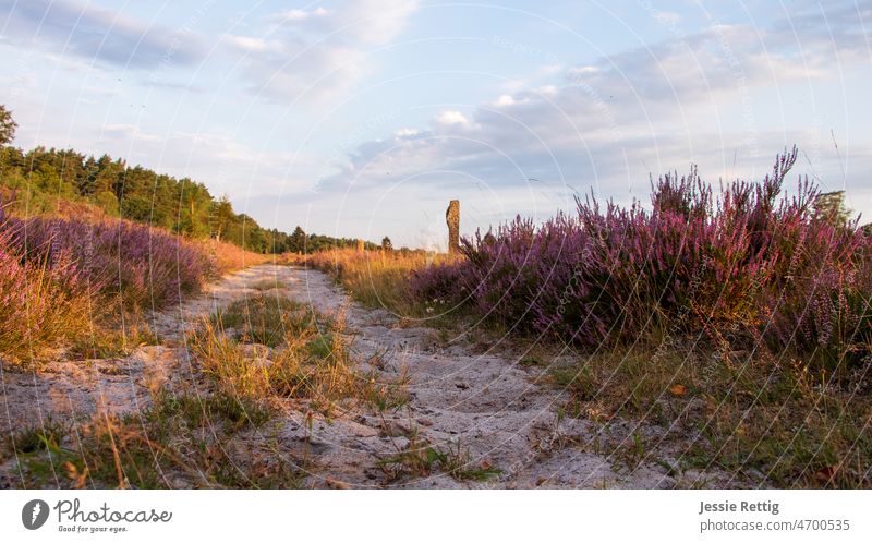 way through the blooming heath Luneburg Heath heathen atmosphere Heathland heather bush Summer summery impression Sand paths Lanes & trails ways