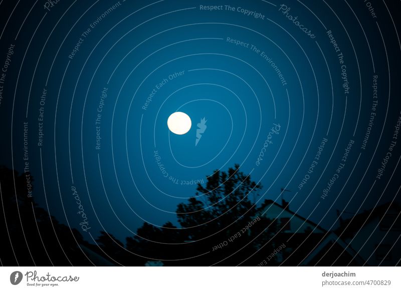 The moon has risen. In a cloudless sky. It is within reach, above the trees. Moonrise Night Exterior shot Moonlight Evening Full  moon Colour photo Blue