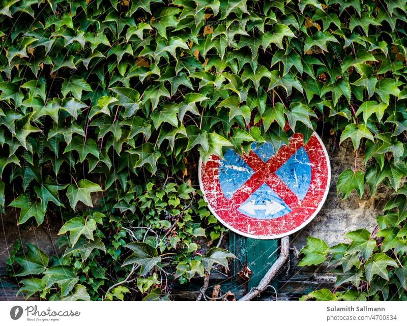 overgrown no stopping sign Old Leaf leaves Botany Nature Plant Plant section symbol Decline Road sign Weathered Vine leaves decay disintegrate weathering Sign