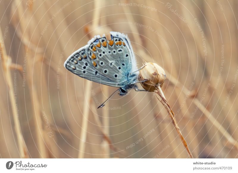 traction Butterfly Sit Butterflies in the stomach Infatuation Love Airplane landing Airplane takeoff Animal portrait Insect Feeler Spring Wing Elegant