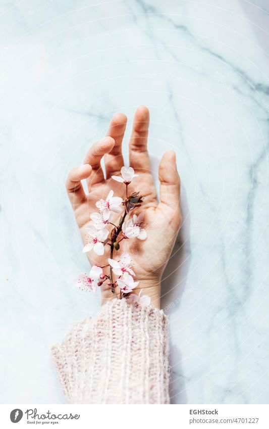 Female hand with pink almond flowers coming out of the sleeve on marble background. Spring concept. female woman womens day person nature floral trend trendy