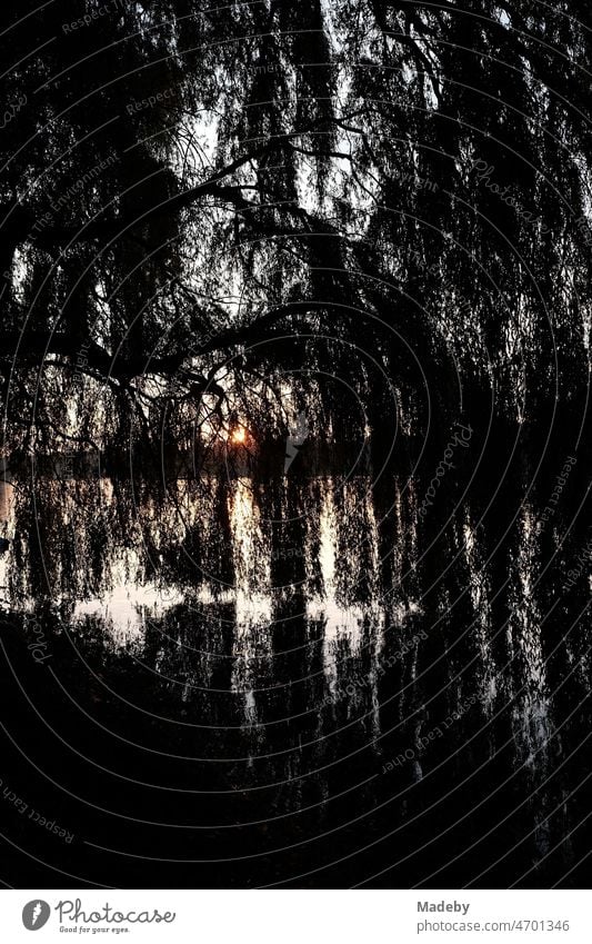 View through the branches of the weeping willows on the shore of the Aasee to the setting sun in summer in Münster in Westphalia in the Münsterland region of Germany