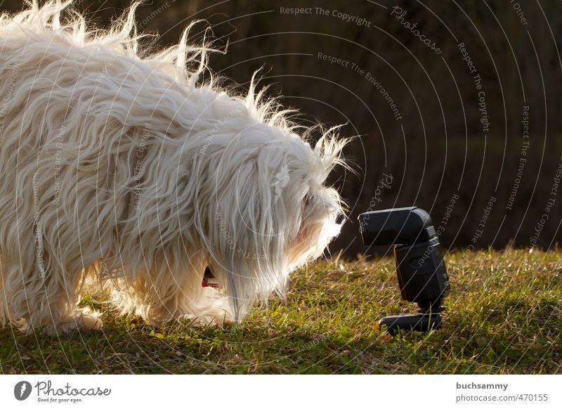 Too Close to Lightning Warmth Pelt Long-haired Pet Dog 1 Animal Curiosity Green White Havanese Dog tag Snout sunshine "Dog," flash Meddlesome hug best friend